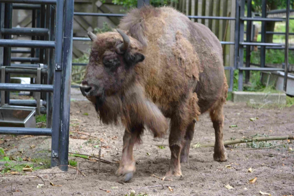 Amsterdam Zoo | Travel Guide D3101709 c 1024x683
